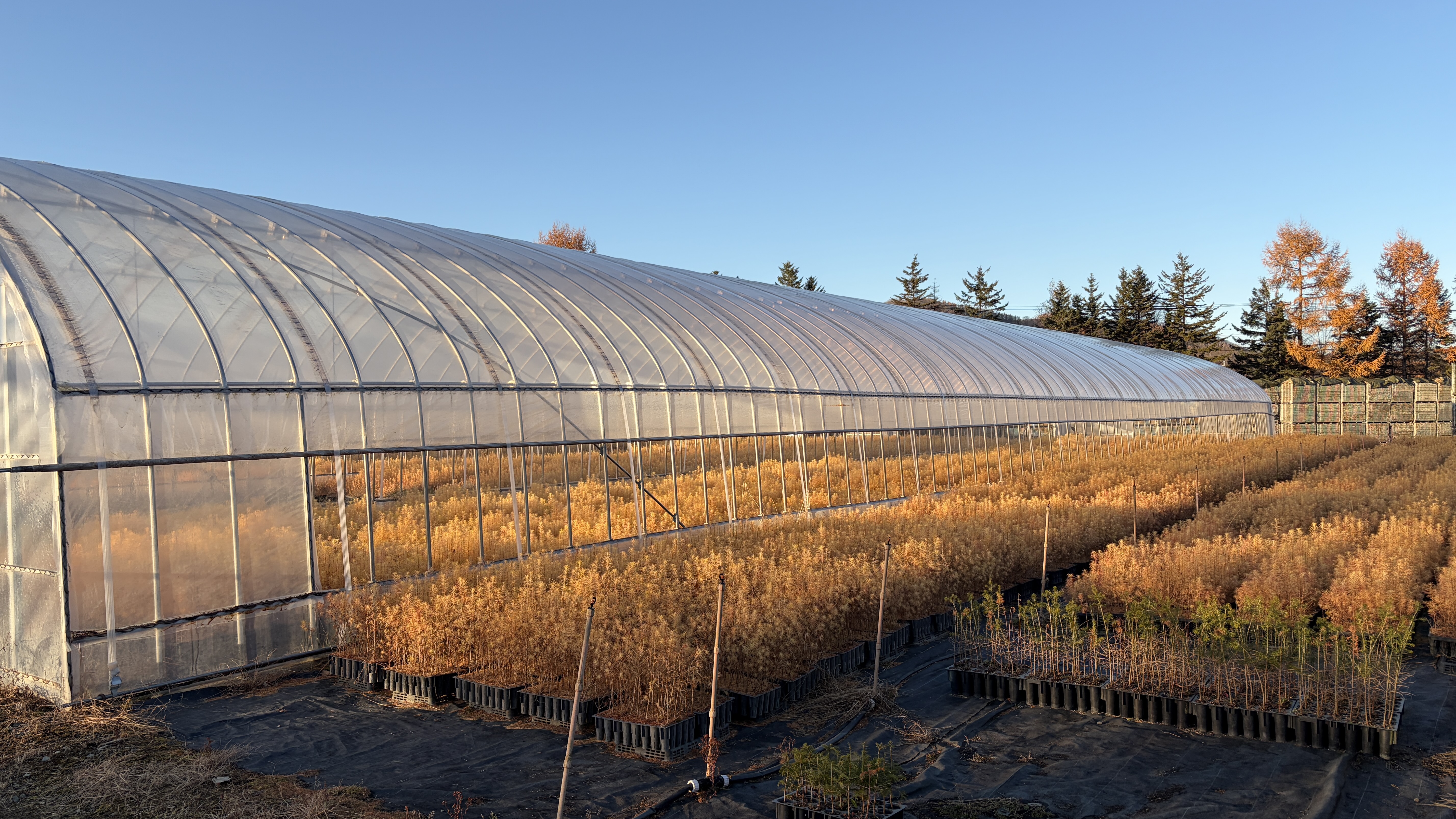 大坂林業さまは造林用苗木の生産および販売を行なっている